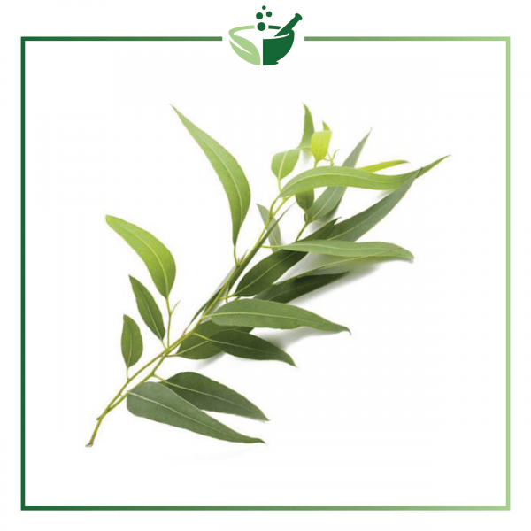 Eucalyptus Essential Oil-01